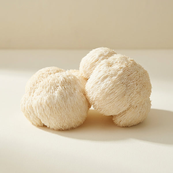 Lion's mane mushroom